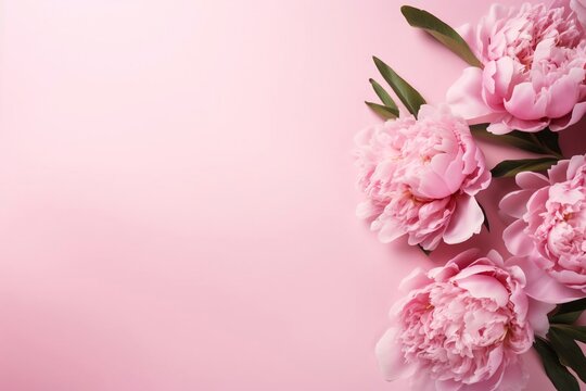 Peonies on a bright smooth pink background Mothers Day concept 