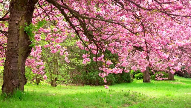 Beautiful pink spring flowers, branch 4K. Flowering, bloom, tree, nature, fresh, land, flora, grass, green, park, botany, peace, wind, windy, plant, petal, color, scene, pan, ultra hd. ProRes 422 HQ.