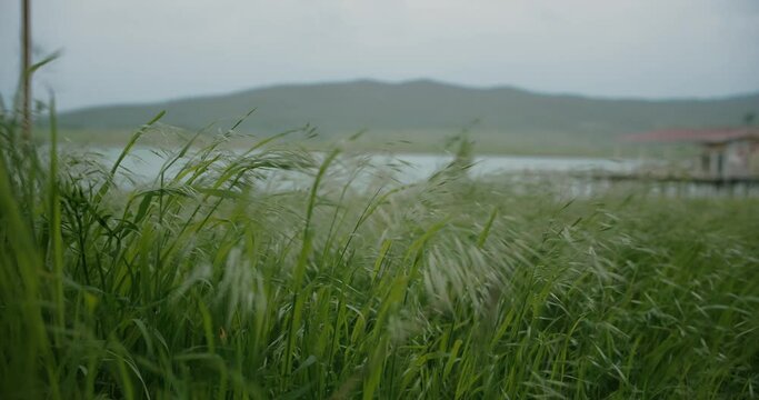 Windy day at lake side