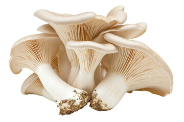 Fototapeta premium Oyster mushrooms Isolated transparent background. PNG Format.