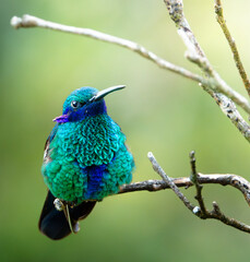 Colibri orejivioleta