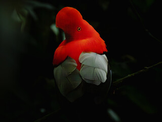 Gallito de roca