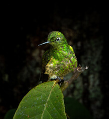 Colibri Colihabano
