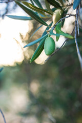 Olive tree plantation, and photos of olives in the foreground