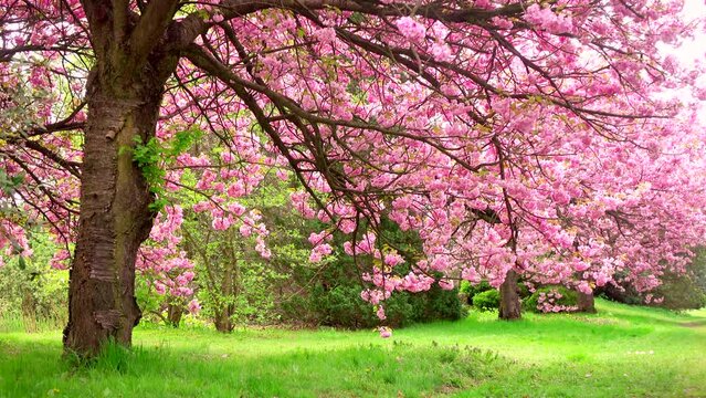 Beautiful pink spring flowers, branch 4K. Flowering, bloom, tree, nature, fresh, land, flora, grass, green, park, botany, peace, wind, windy, plant, petal, color, scene, ultra hd. ProRes 422 HQ.