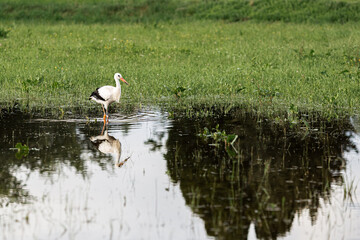 A white european stork standing on a field with green grass
