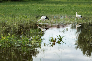 A white european stork standing on a field with green grass