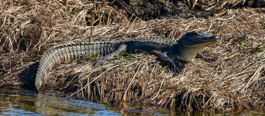 Alligator at Anahuac National Wildlife Refuge, Texas