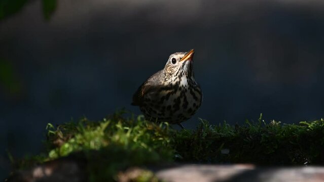 Song Trush Turdus philomelos. A blackbird drinks water in the forest in the wild.