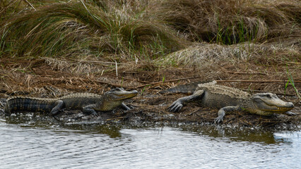 Alligators at Anahuac National Wildlife Refuge, Texas