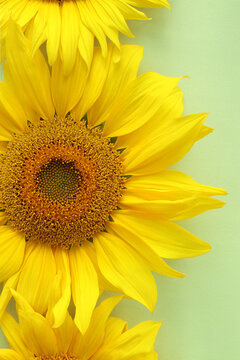 Yellow sunflower on a green background in close-up.