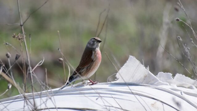 Common linnet Linaria cannabina in the wild. Singing bird.