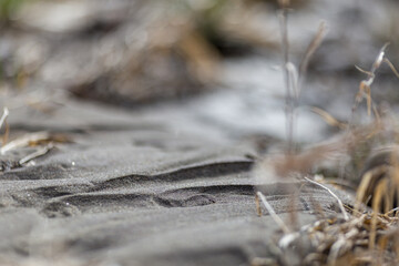 Sand and grass in summer outdoors during day