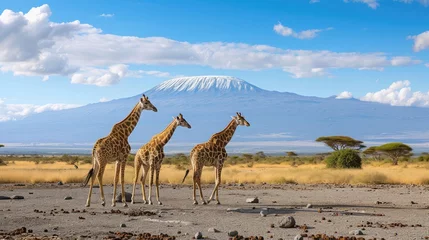 Papier Peint photo Kilimandjaro Three giraffe on Kilimanjaro mount background in National park