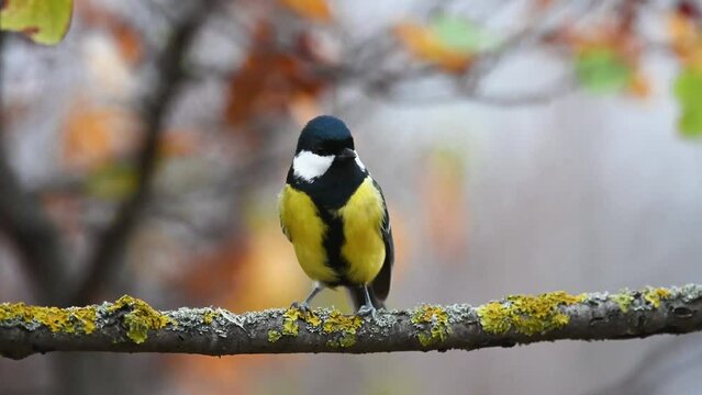 Great tit Parus major in the wild. Songbird great tit sits on a stick and flies away.