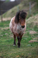 A domestic horse on a field with green grass on a farm.