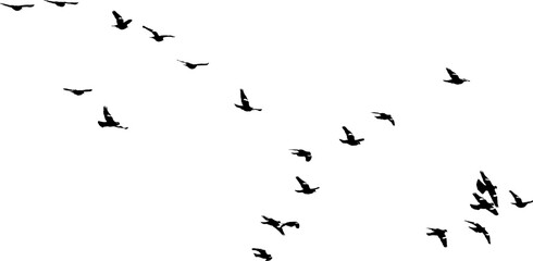 Nu&eacute;e d'oiseaux en vol dans le ciel, vecteur noir sur fond transparent 