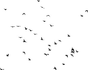 Nuée d'oiseaux en vol dans le ciel, vecteur noir sur fond transparent  © Thierry