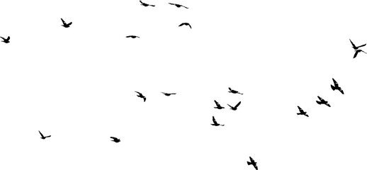 Nuée d'oiseaux en vol dans le ciel, vecteur noir sur fond transparent  - obrazy, fototapety, plakaty