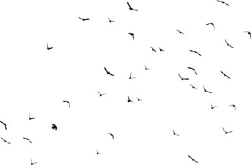 Nuée d'oiseaux en vol dans le ciel, vecteur noir sur fond transparent  © Thierry
