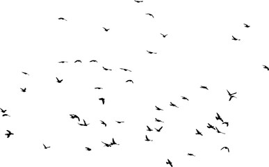 Nuée d'oiseaux en vol dans le ciel, vecteur noir sur fond transparent 