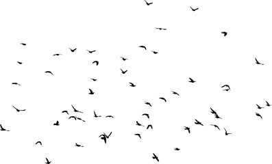 Nuée d'oiseaux en vol dans le ciel, vecteur noir sur fond transparent 