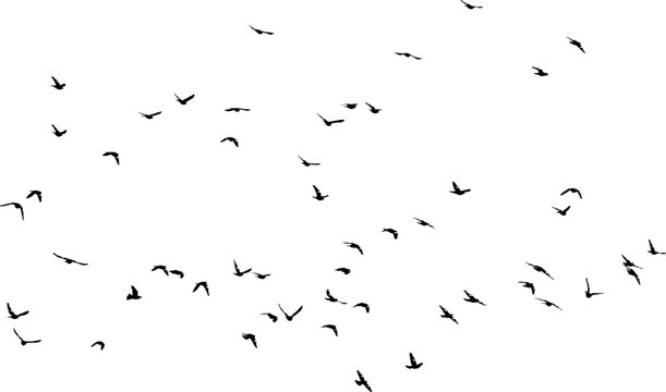 Nu&eacute;e d'oiseaux en vol dans le ciel, vecteur noir sur fond transparent 