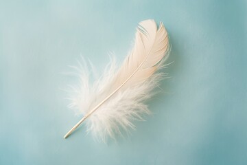 A single feather, detailed and delicate, on a soft, pastel blue background