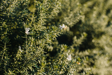 Sprigs of aromatic rosemary in the garden on a sunny day.