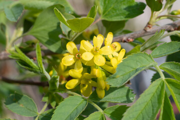 Close up of golden currant (ribes aureum) flowers in bloom