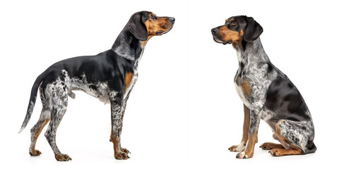 Dog Bluetick Coonhound