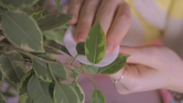 A teenage girl cleans the leaves of indoor plants from dust by hand using a cotton pad and water. High quality 4k footage