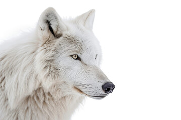Greenland Wolf on Transparent Background