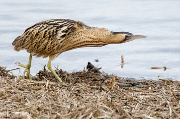 eurasian bittern