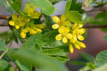 Close up of golden currant (ribes aureum) flowers in bloom