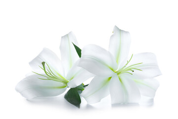 Beautiful lily flowers on white background