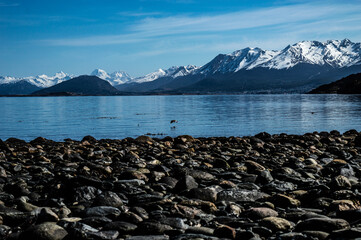 Seagull over Beagle Channel with mountain range in the background