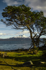 Tree on the coast of the Beagle Channel with mountain range in the background