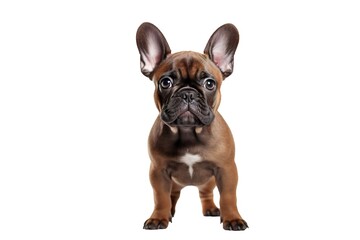 Brown french bulldog on transparent background png