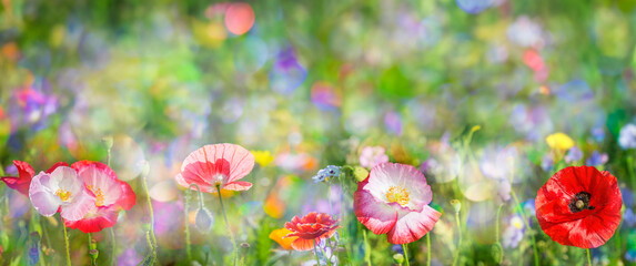 Obraz na płótnie Canvas summer meadow with red poppy