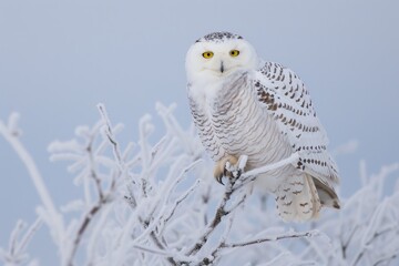 A snowy owl perched silently on a frosty branch at dusk