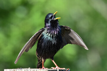 Colorful Starling Bird Ruffling Wings, Green Bokeh Background