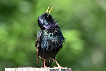 Colorful Starling Bird Looking Up, with Green Bokeh Background