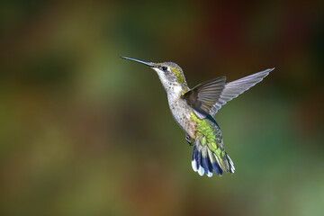 Female Ruby Throated Hummingbird in Flight against Green Bokeh Background