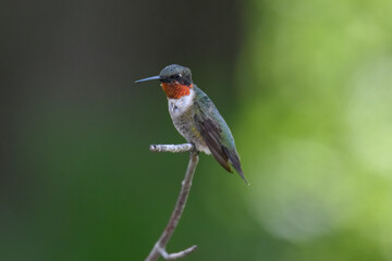 Ruby-Throated Hummingbird Delicately Perched on Maple Tree Branch