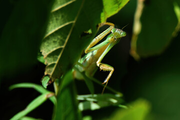 Green Praying Mantis Bug Peering Through Leaves, Close Up