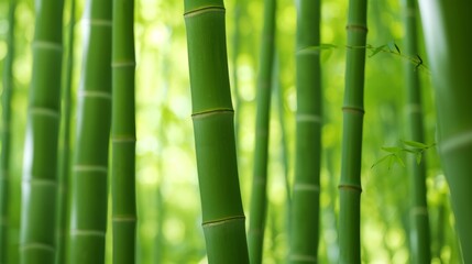 A tranquil bamboo forest texture background, where the tall and slender bamboo stalks create a natural green canopy, offering a peaceful and meditative escape.