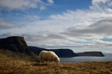 Sheep grazing at Isle of Skye