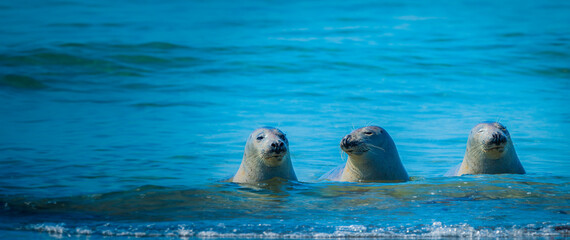 seals on a beach - Helgoland, Germany