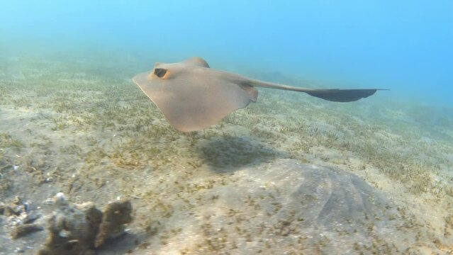 Cowtail stingray swimming in the blue sea